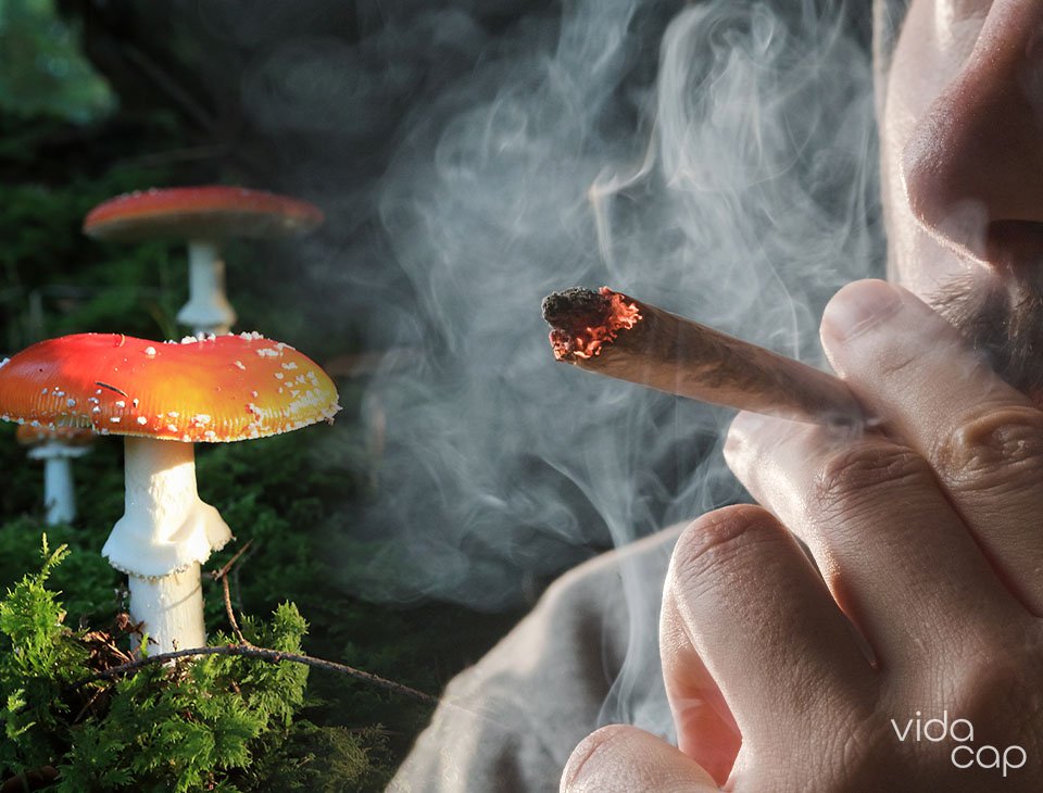 Inhale, Exhale, Amanita: Smoking Wellness