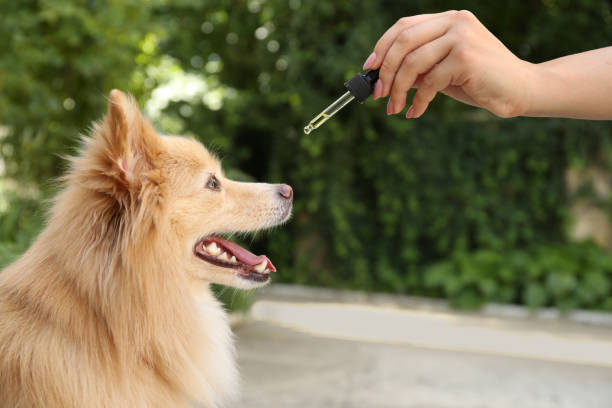 Understanding CBD for Dogs Canada What to Look For