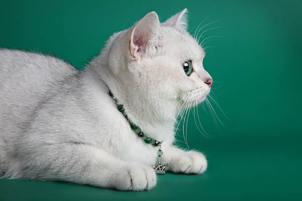 Accessorize with Beautiful Silver Cat Jewelry Pieces