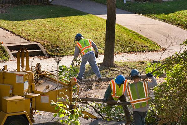 Eco-Friendly Tree Care Practices for Louisville Residents